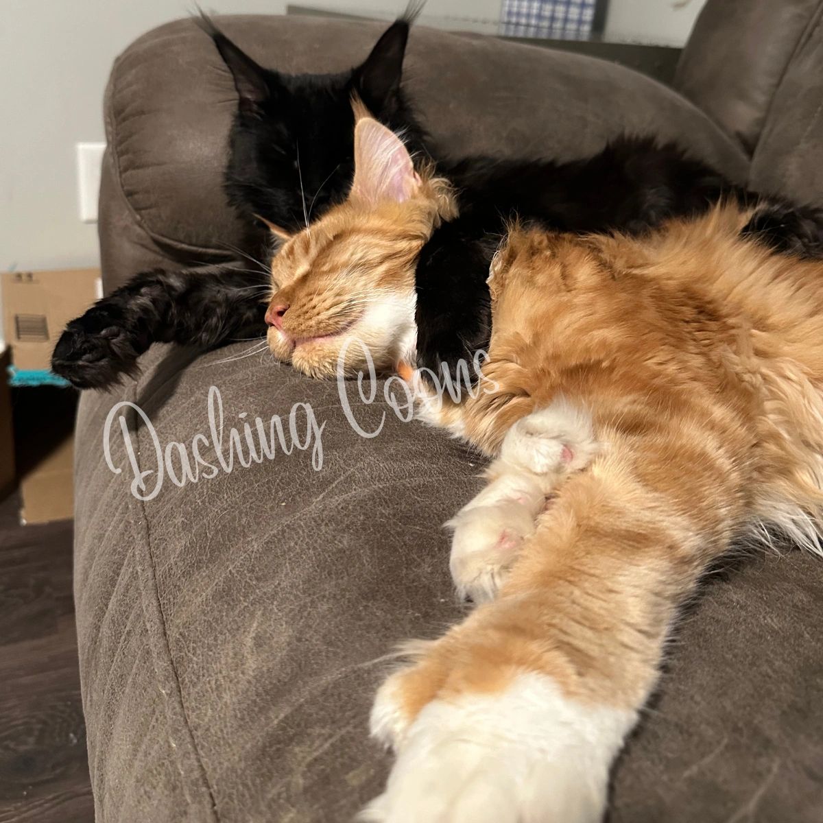 Galaxy Litter Maine Coon kitten portrait – Dashing Coons Southern Illinois