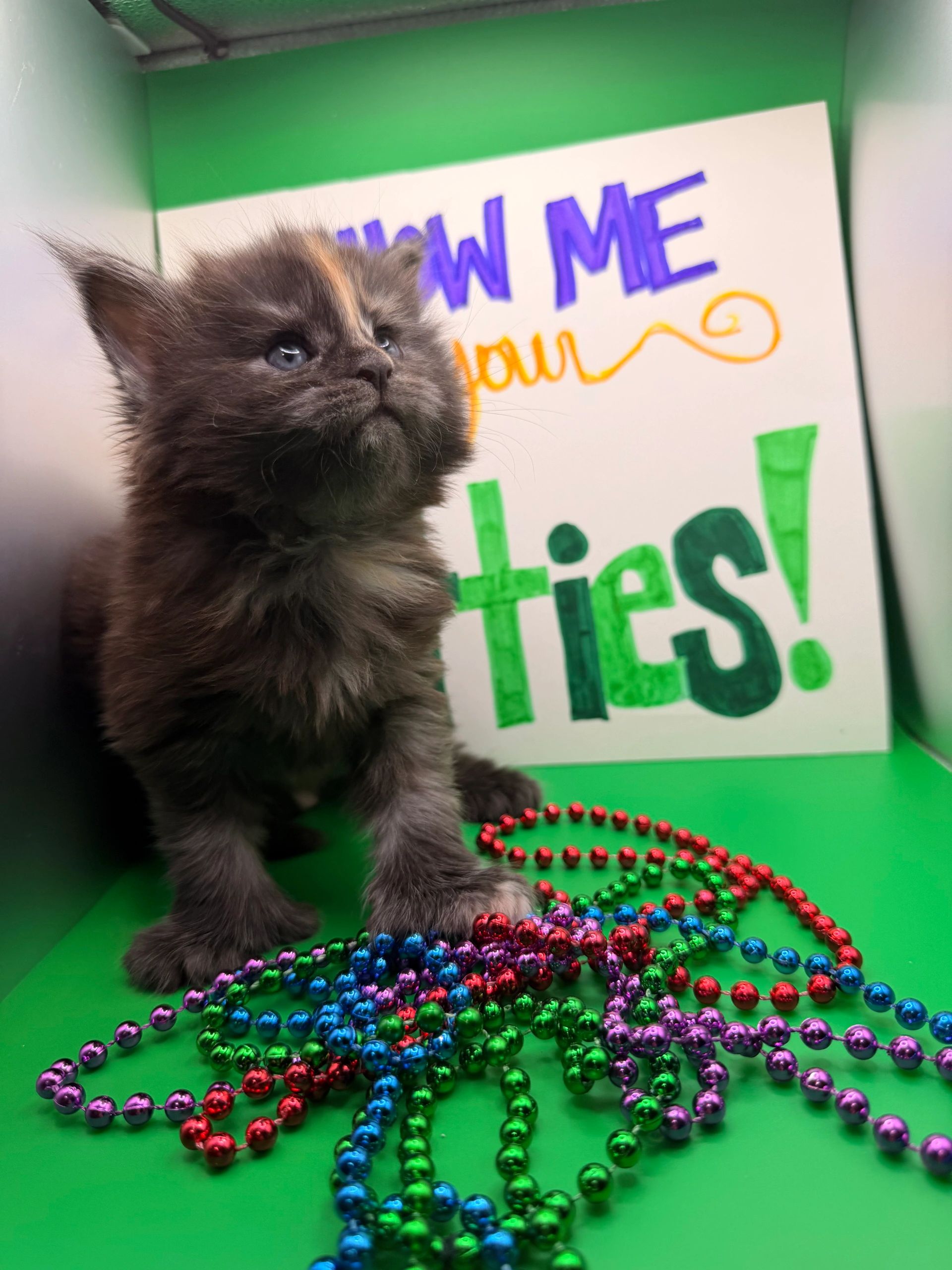 Maine Coon kitten with ear tufts – Dashing Coons cattery Southern Illinois