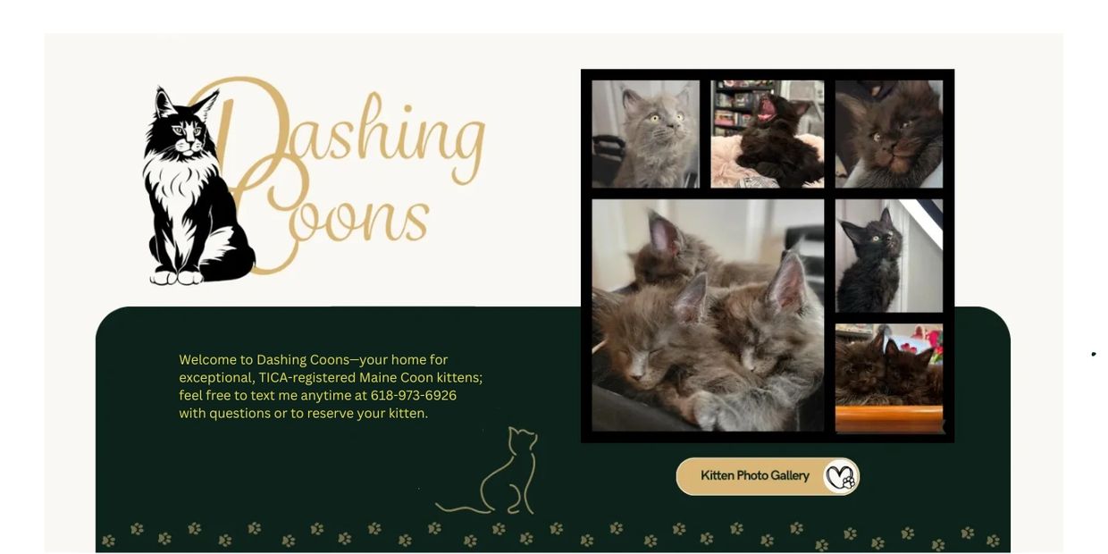 Maine Coon cat wide shot – Dashing Coons TICA-registered cattery Illinois