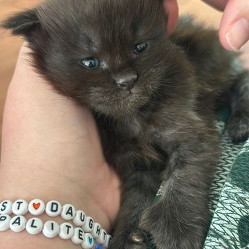 Maine Coon cat – Dashing Coons cattery Illinois breeder