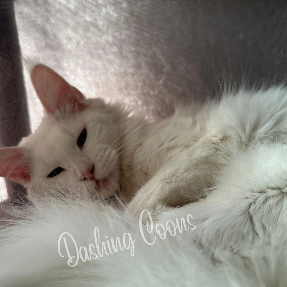 Galaxy Litter Maine Coon kitten – Dashing Coons TICA-registered Illinois