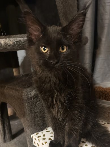 European Maine Coon full-length portrait – Dashing Coons Southern Illinois