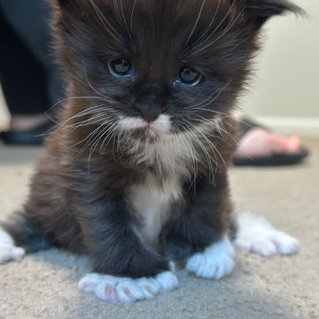 Maine Coon cat – Dashing Coons TICA-registered Southern Illinois