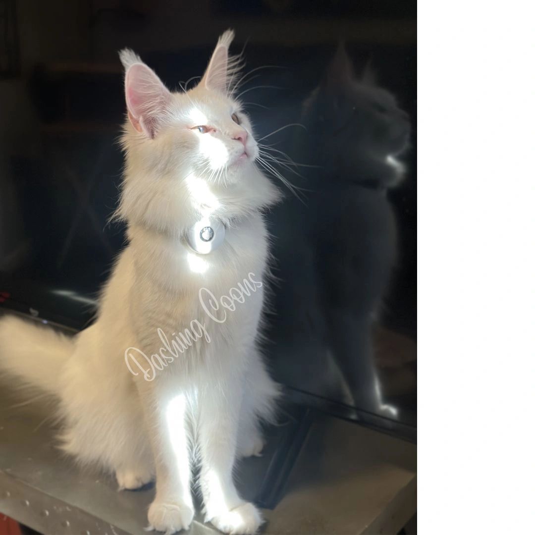 Dashing Coons Maine Coon parent cat – polydactyl European Maine Coon breeder Illinois