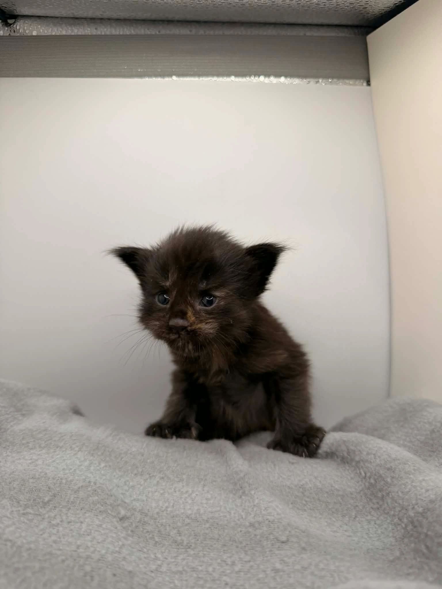 Maine Coon king – Dashing Coons TICA-registered cattery