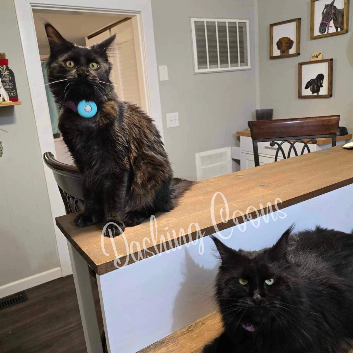 Galaxy Litter Maine Coon kitten – Dashing Coons Illinois breeder