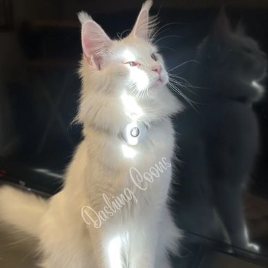 European Maine Coon breeding cat – Dashing Coons TICA-registered Illinois