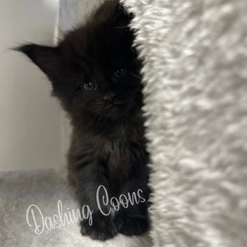 Maine Coon cat – Dashing Coons Southern Illinois cattery