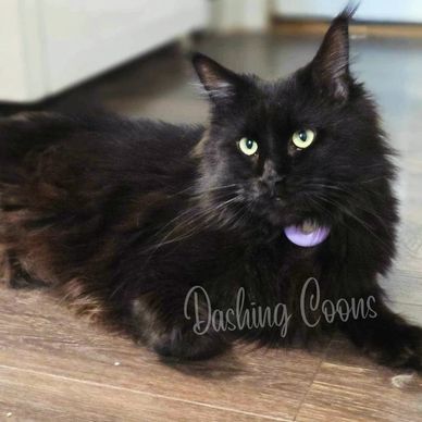 Maine Coon breeding cat portrait – Dashing Coons cattery Southern Illinois