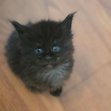 Maine Coon cat – Dashing Coons TICA-registered cattery Illinois