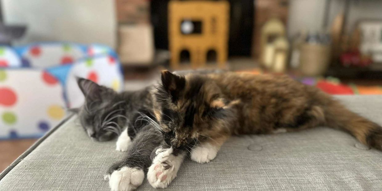 Smoke Maine Coon kitten from Dashing Coons cattery Illinois