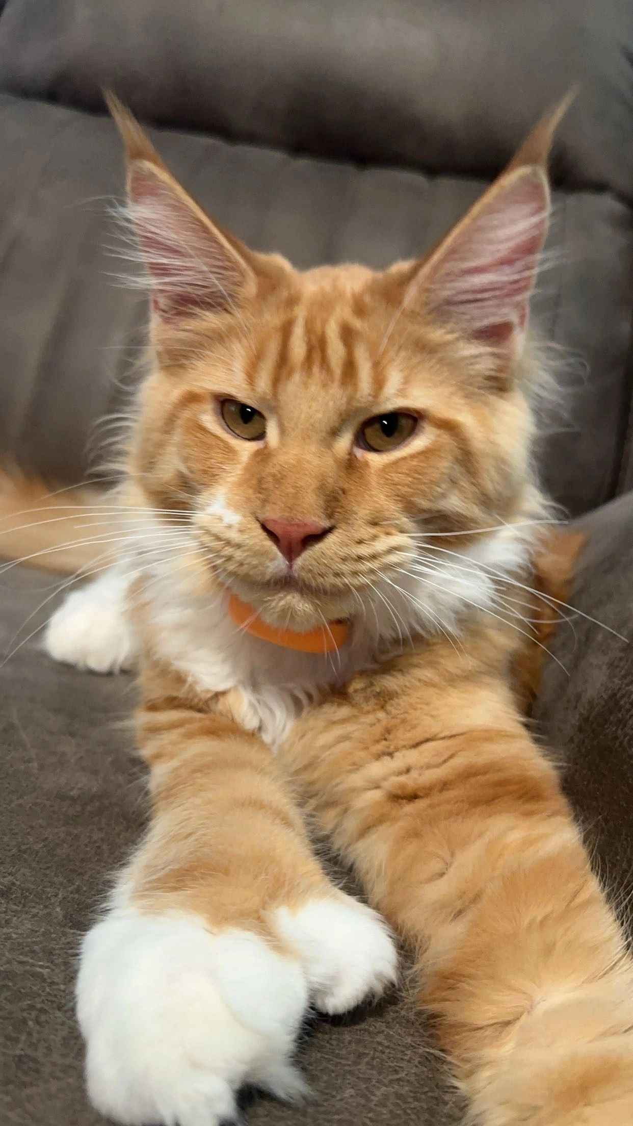European Maine Coon kitten – black smoke Dashing Coons Illinois