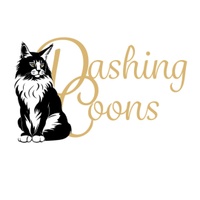 Maine Coon cat – Dashing Coons cattery Southern Illinois