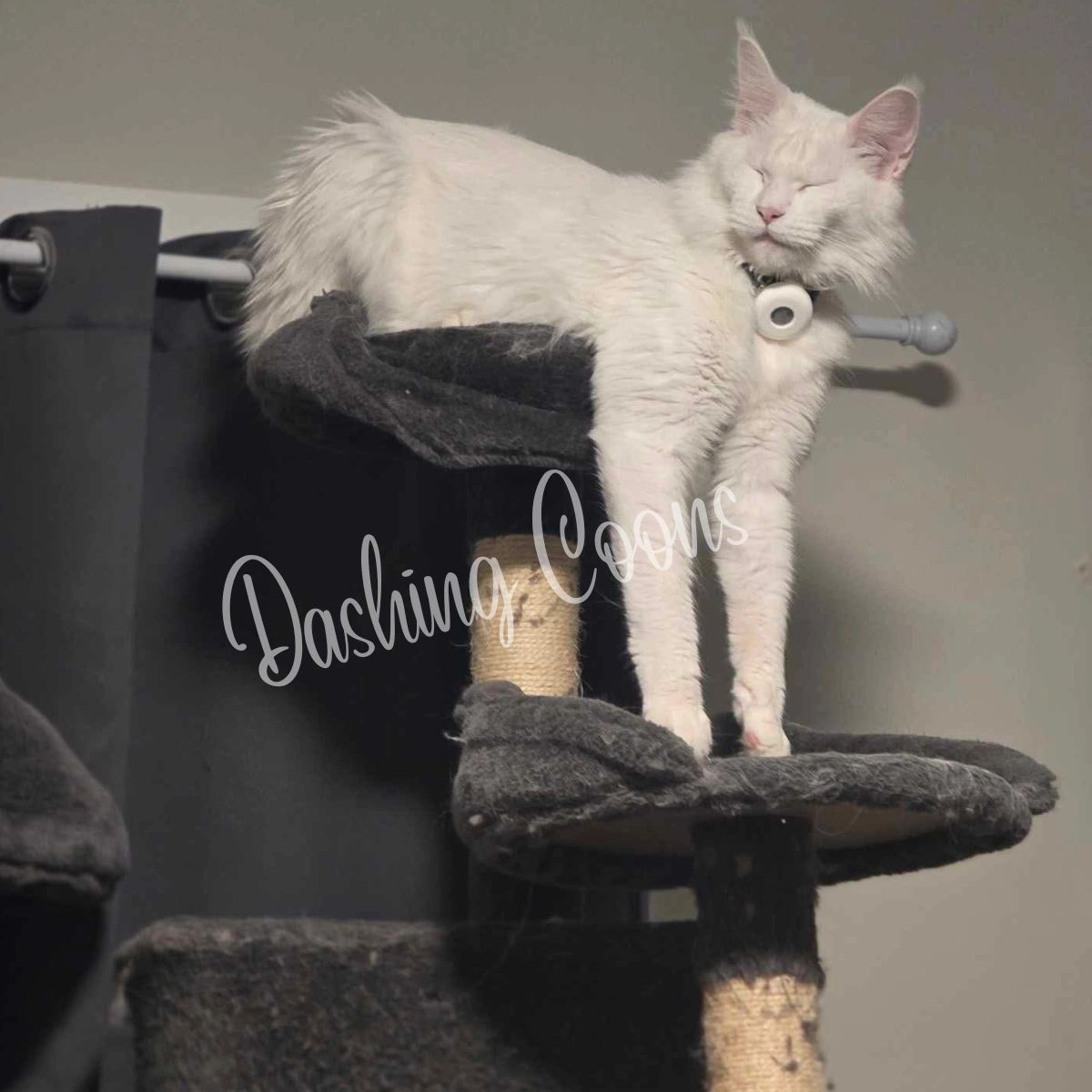 Galaxy Litter blue smoke Maine Coon kitten – Dashing Coons Illinois
