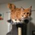 Maine Coon cat – Dashing Coons European smoke breeder Illinois