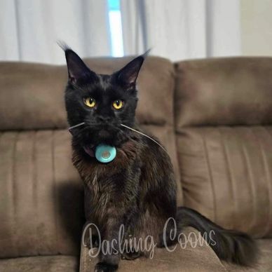 Maine Coon cat portrait – Dashing Coons cattery Illinois