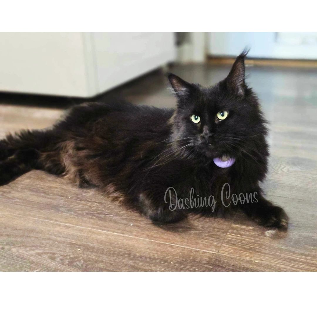 Dashing Coons Maine Coon – black smoke European Maine Coon TICA-registered cattery
