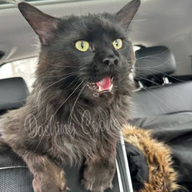 Maine Coon breeding cat – Dashing Coons Southern Illinois TICA cattery