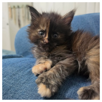 Polydactyl Maine Coon kitten – Dashing Coons Southern Illinois cattery