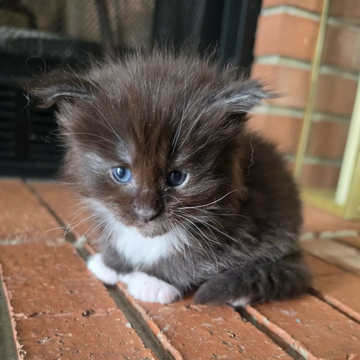 Blue smoke Maine Coon kitten – Dashing Coons cattery Illinois