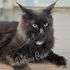 Maine Coon cat – Dashing Coons TICA-registered cattery Illinois