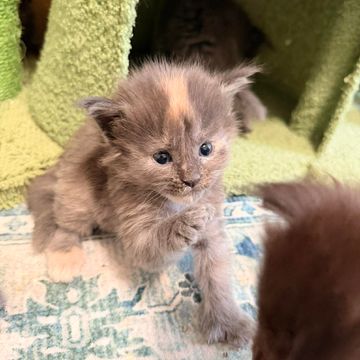 Maine Coon cat at Dashing Coons – Southern Illinois cattery