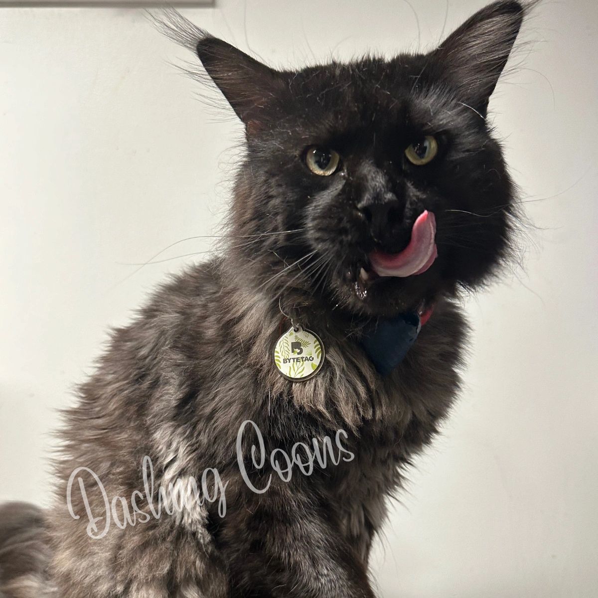 Galaxy Litter Maine Coon kitten – Dashing Coons European smoke Southern Illinois