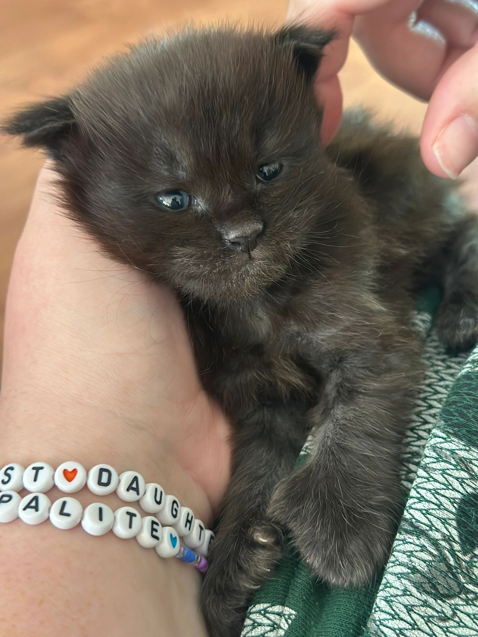 Maine Coon kitten – European smoke lines Dashing Coons Southern Illinois
