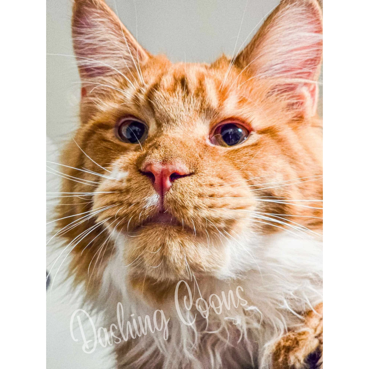 Galaxy Litter Maine Coon kitten – Dashing Coons cattery Southern Illinois