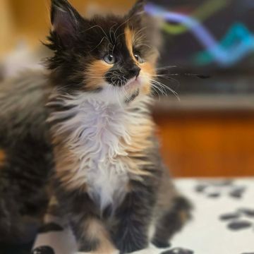Maine Coon at Dashing Coons – European breeder Southern Illinois