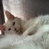 Maine Coon cat – Dashing Coons TICA-registered cattery Illinois