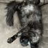 Maine Coon cat – Dashing Coons cattery Southern Illinois