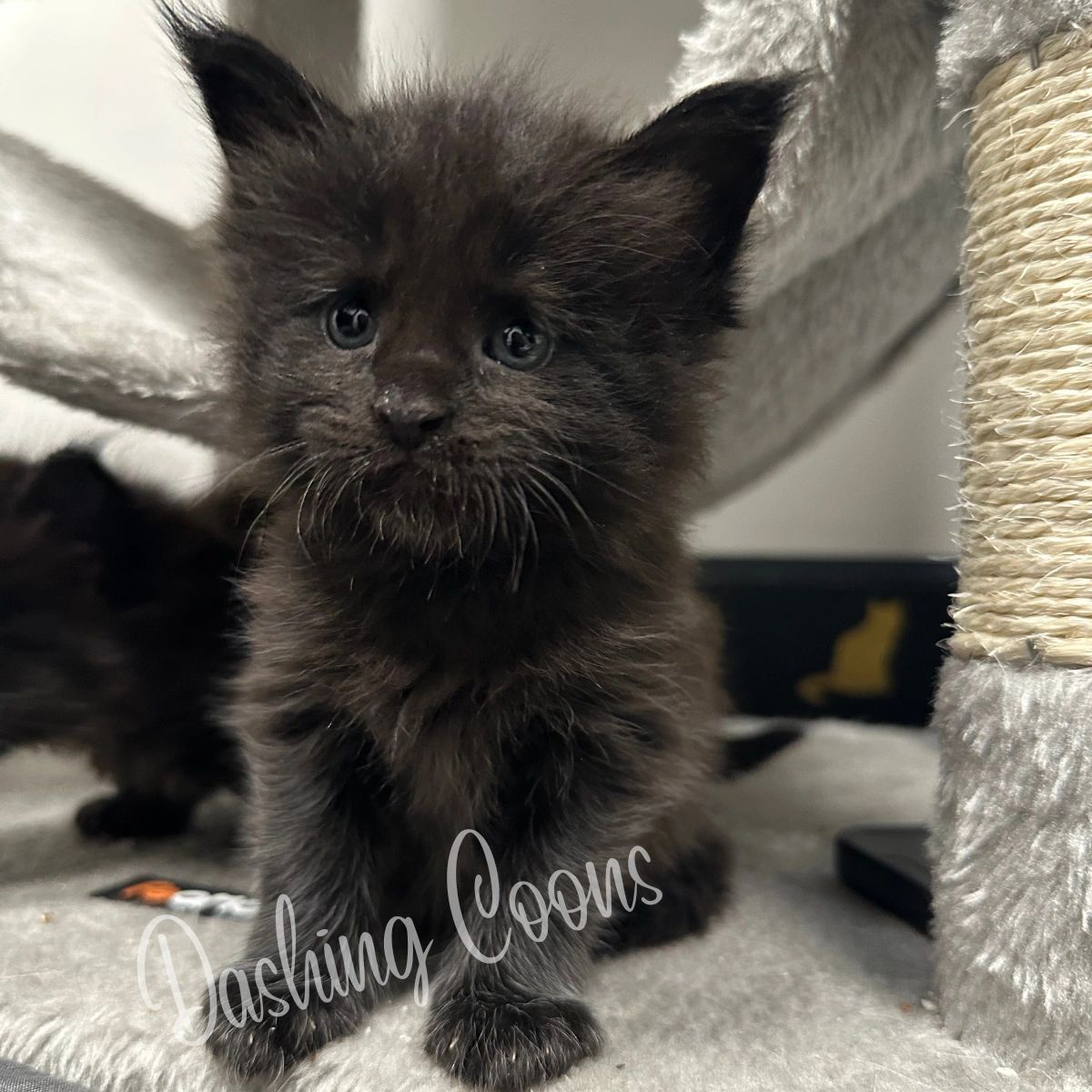 Galaxy Litter polydactyl Maine Coon kitten – Dashing Coons Illinois