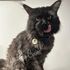 Maine Coon cat – Dashing Coons cattery Illinois