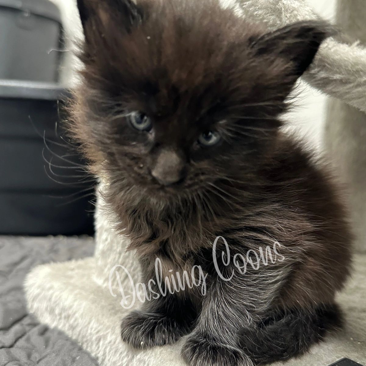 Galaxy Litter smoke Maine Coon kitten – Dashing Coons Southern Illinois