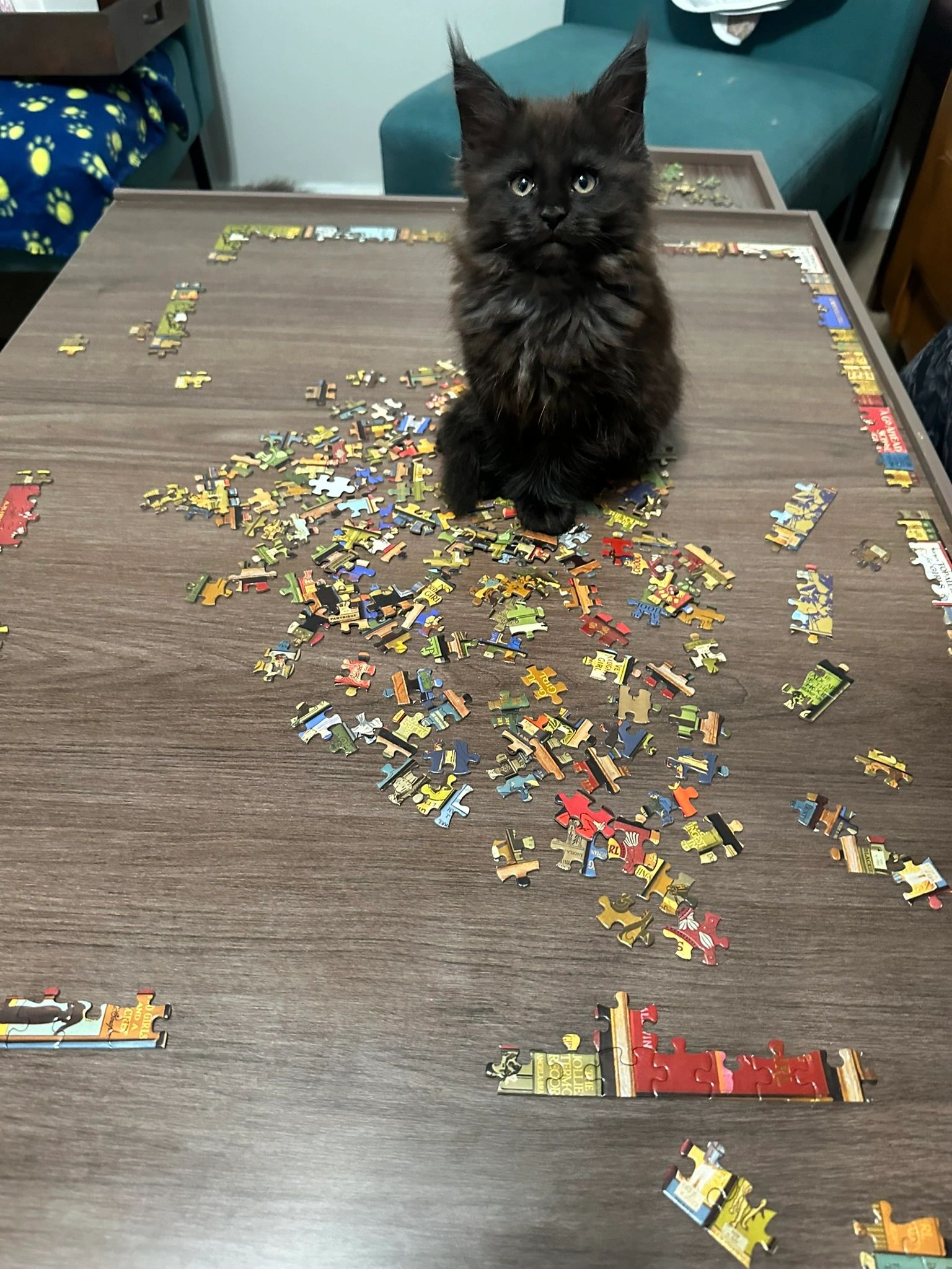 Maine Coon kitten – Dashing Coons TICA-registered Southern Illinois