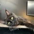Maine Coon cat – Dashing Coons TICA-registered cattery Southern Illinois