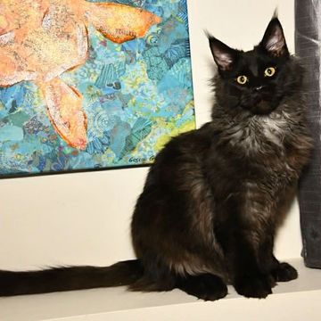 Dashing Coons cattery Southern Illinois – European Maine Coon breeder