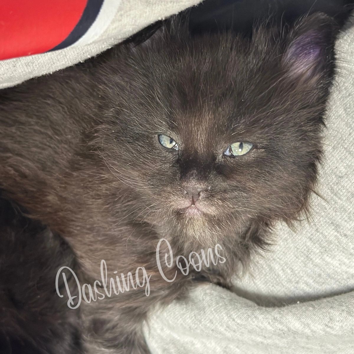 Galaxy Litter Maine Coon kitten – Dashing Coons cattery Illinois