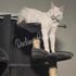 Maine Coon cat – Dashing Coons TICA-registered cattery Illinois