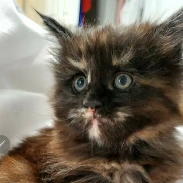 Maine Coon kitten with fluffy tail – Dashing Coons