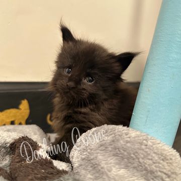 Maine Coon cat – Dashing Coons cattery Southern Illinois